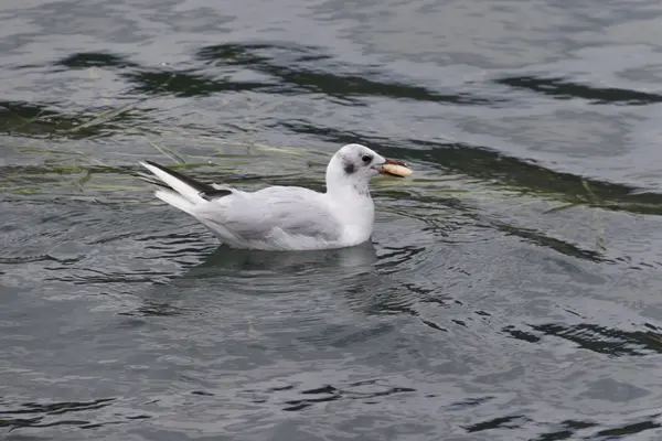 湖の上を飛んでカモメ — ストック写真