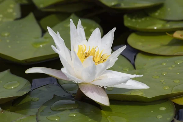 Witte waterlily op water — Stockfoto