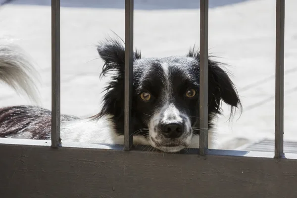 Dog behind the bars of the gate Royalty Free Stock Photos