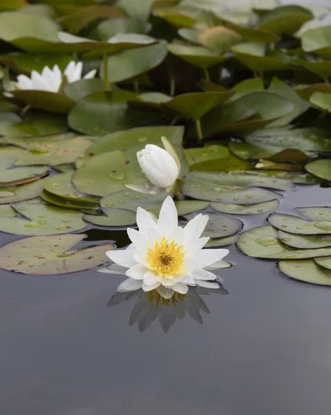 Nénuphar blanc sur l'eau — Photo