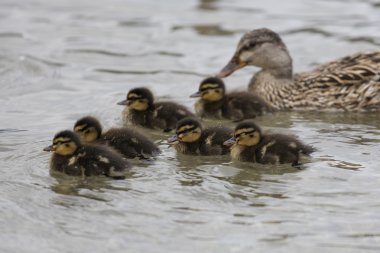 Onun ducklings Gölü ile ördek