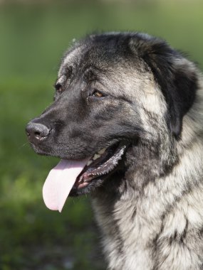 Kafkas Çoban Köpeği