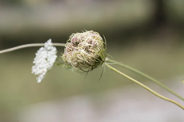 Çayırda kır çiçeği — Stok fotoğraf