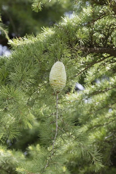 Op de pijnboomtakken Pinecone — Stockfoto