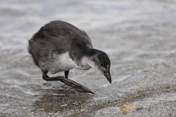 Moorhen no lago — Fotografia de Stock