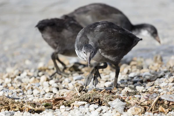 Moorhen no lago — Fotografia de Stock