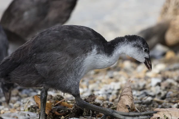 Moorhen no lago — Fotografia de Stock