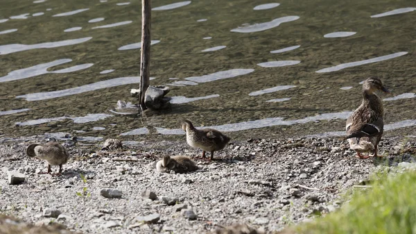 Pato con sus patitos en el lago — Foto de Stock