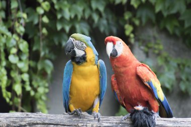 onun levrek üzerinde ara ararauna ve Amerika papağanı papağan