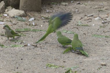 muhabbetkuşu papağan üzerinde onun levrek