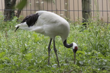 bir manchurian kuş vinç