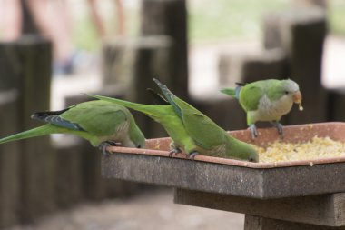 muhabbetkuşu papağan üzerinde onun levrek