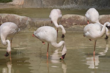 küçük flamingo gruptaki