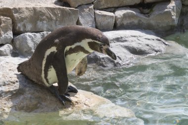 Sahilde sevimli penguen