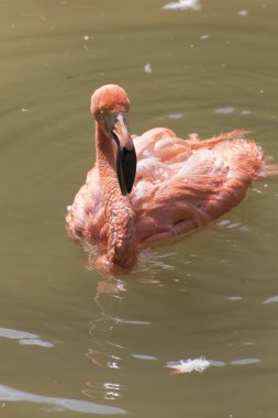 Ruber flamingo gruptaki