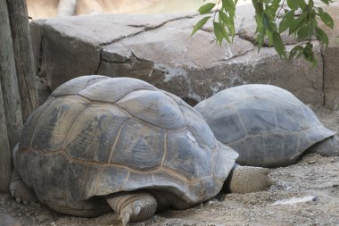 şirin büyük kaplumbağa