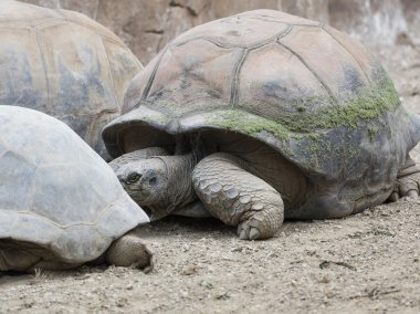 gruptaki büyük kaplumbağa