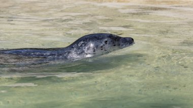 Sudaki deniz aslanı