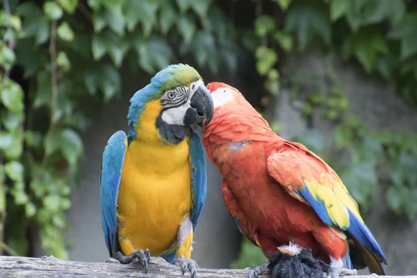 Ara ararauna and macaw parrot on its perch — Stock Photo, Image