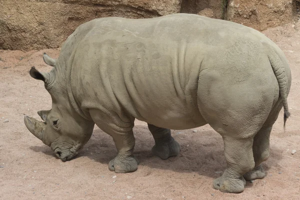 Neushoorn in de jungle — Stockfoto