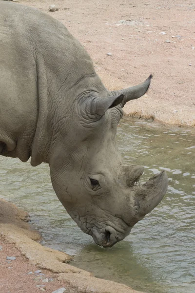 Neushoorn in de jungle — Stockfoto