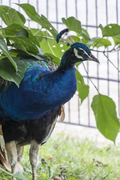 Peacock warna-warni di peternakan — Stok Foto