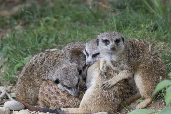 Meerkats in the savannah — Stock Photo, Image