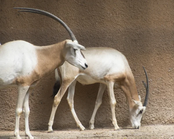 Antilope in der Savanne — Stockfoto