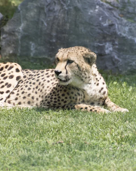 Cheetah in the jungle — Stock Photo, Image