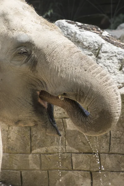 Elefante nella savana — Foto Stock