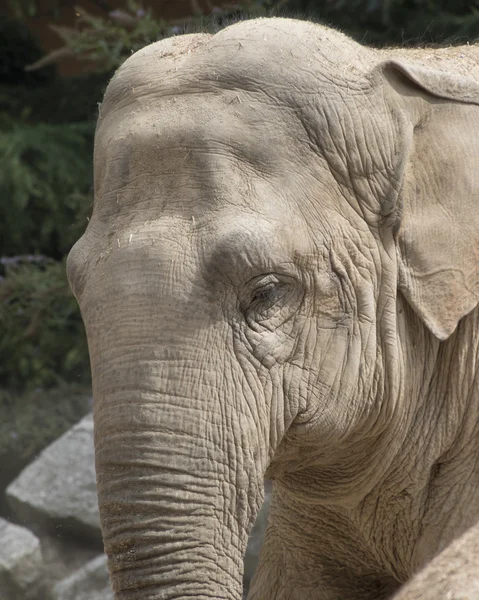 Elefante na savana — Fotografia de Stock