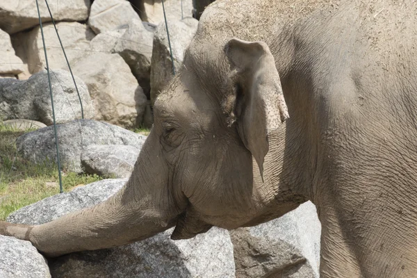 Elefante en la sabana — Foto de Stock