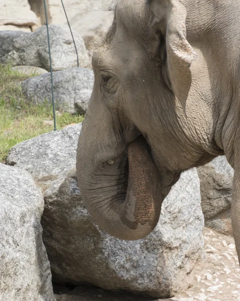 Elefante en la sabana — Foto de Stock