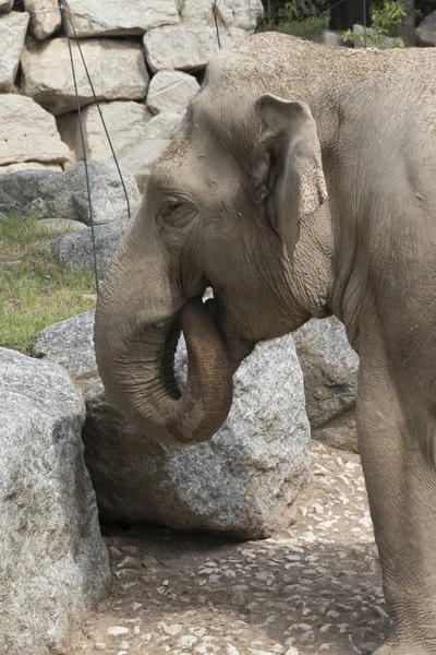 Savanadaki fil — Stok fotoğraf