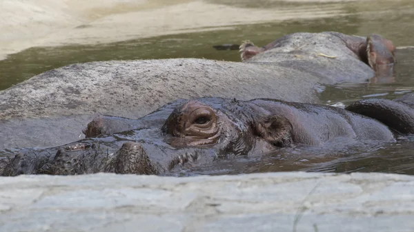 Африканский бегемот в воде — стоковое фото