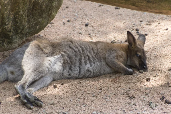 Canguro en la granja — Foto de Stock