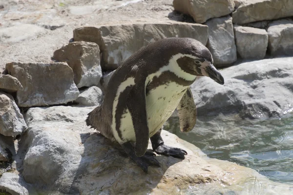 Cute penguin on the beach — Stock Photo, Image