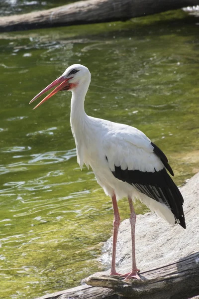 Weißstorch auf dem Hof — Stockfoto