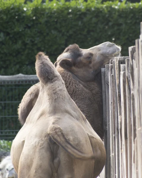 Kamel im asiatischen Bauernhof — Stockfoto