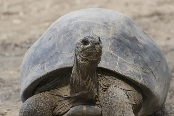 Eine süße große Schildkröte — Stockfoto