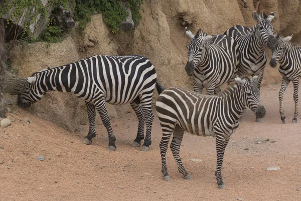 Zebra v serverové farmě — Stock fotografie