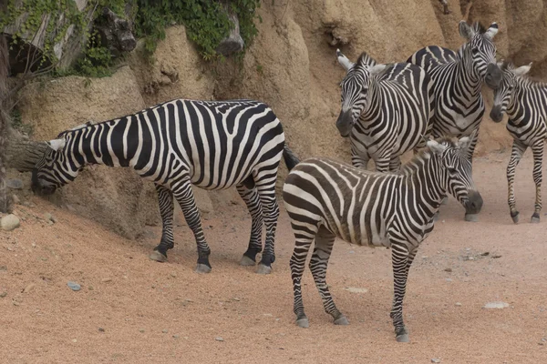 Zebra in the farm — Stock Photo, Image