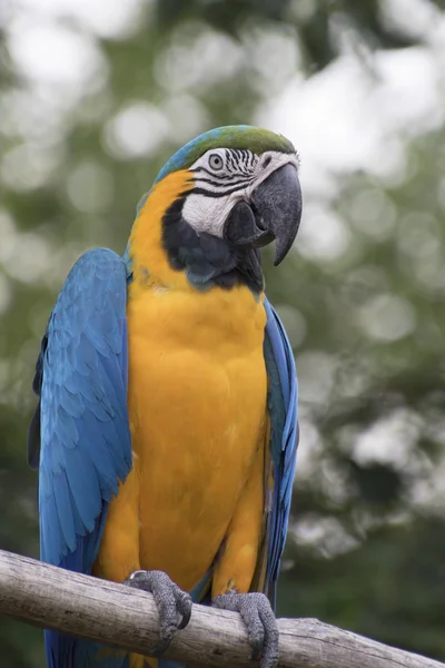 Ara ararauna parrot on its perch — Stock Photo, Image