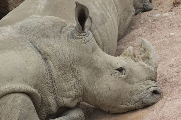 Носорог в джунглях — стоковое фото
