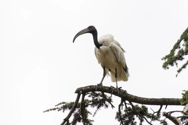 Helig ibis fågel flyger på himlen — Stockfoto