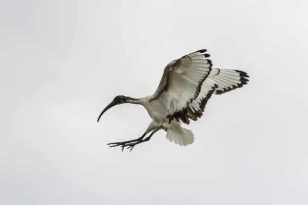 Pájaro ibis sagrado vuela en el cielo — Foto de Stock