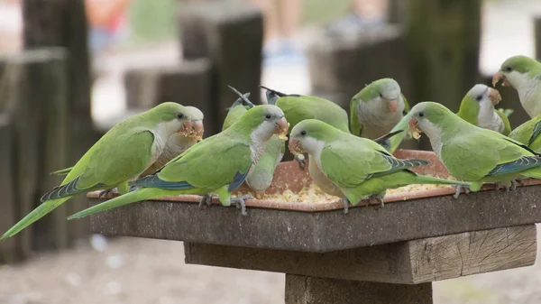 その止まり木インコ オウム — ストック写真