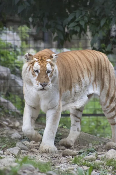 Tiger im Dschungel — Stockfoto