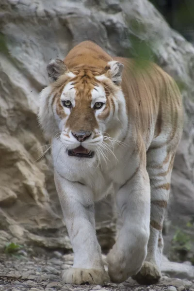 Tigre na selva — Fotografia de Stock