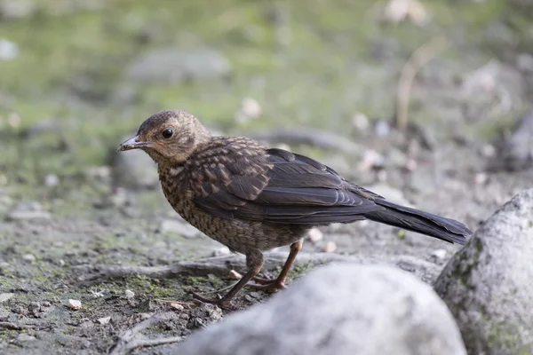 bird in the forest